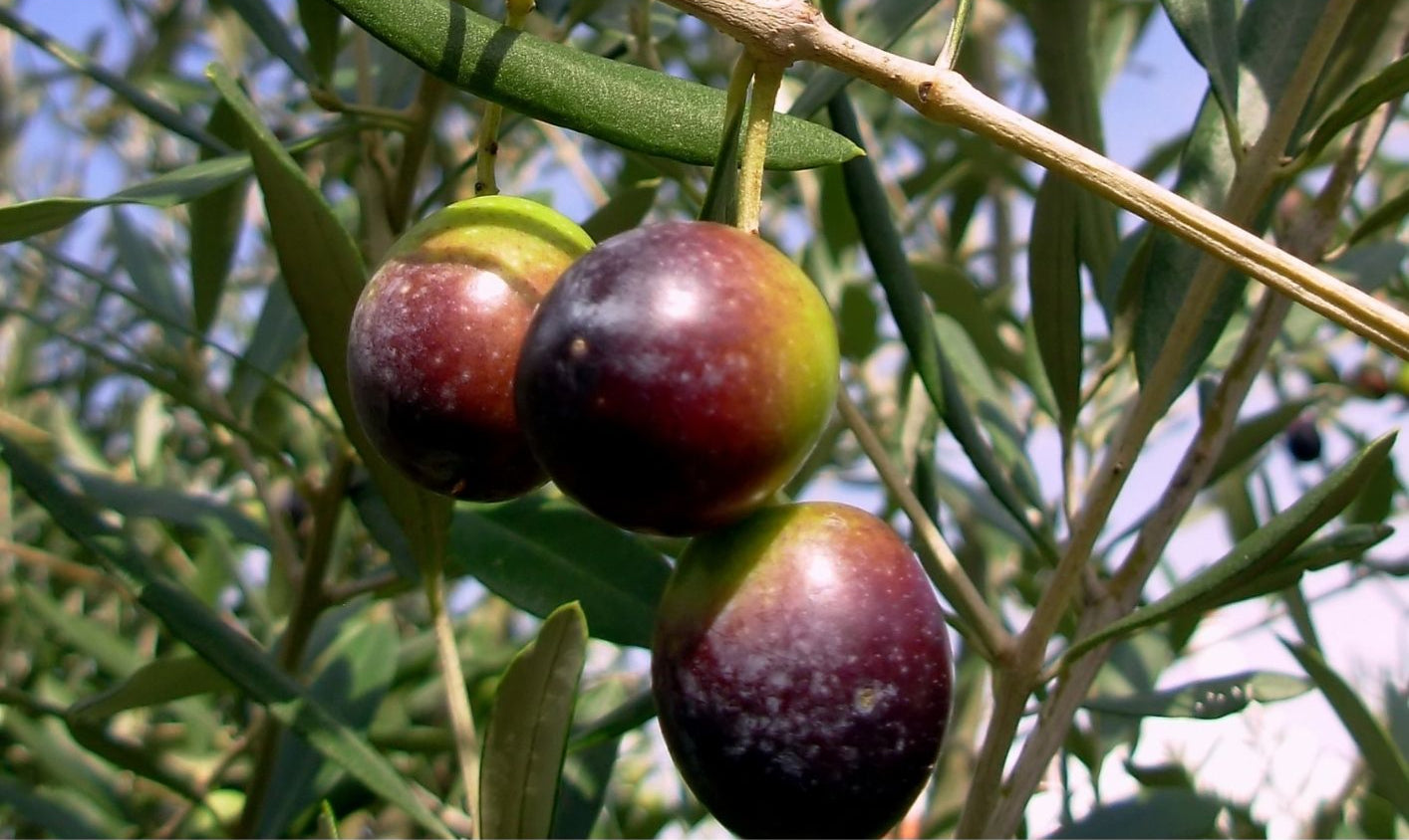 Olive oil