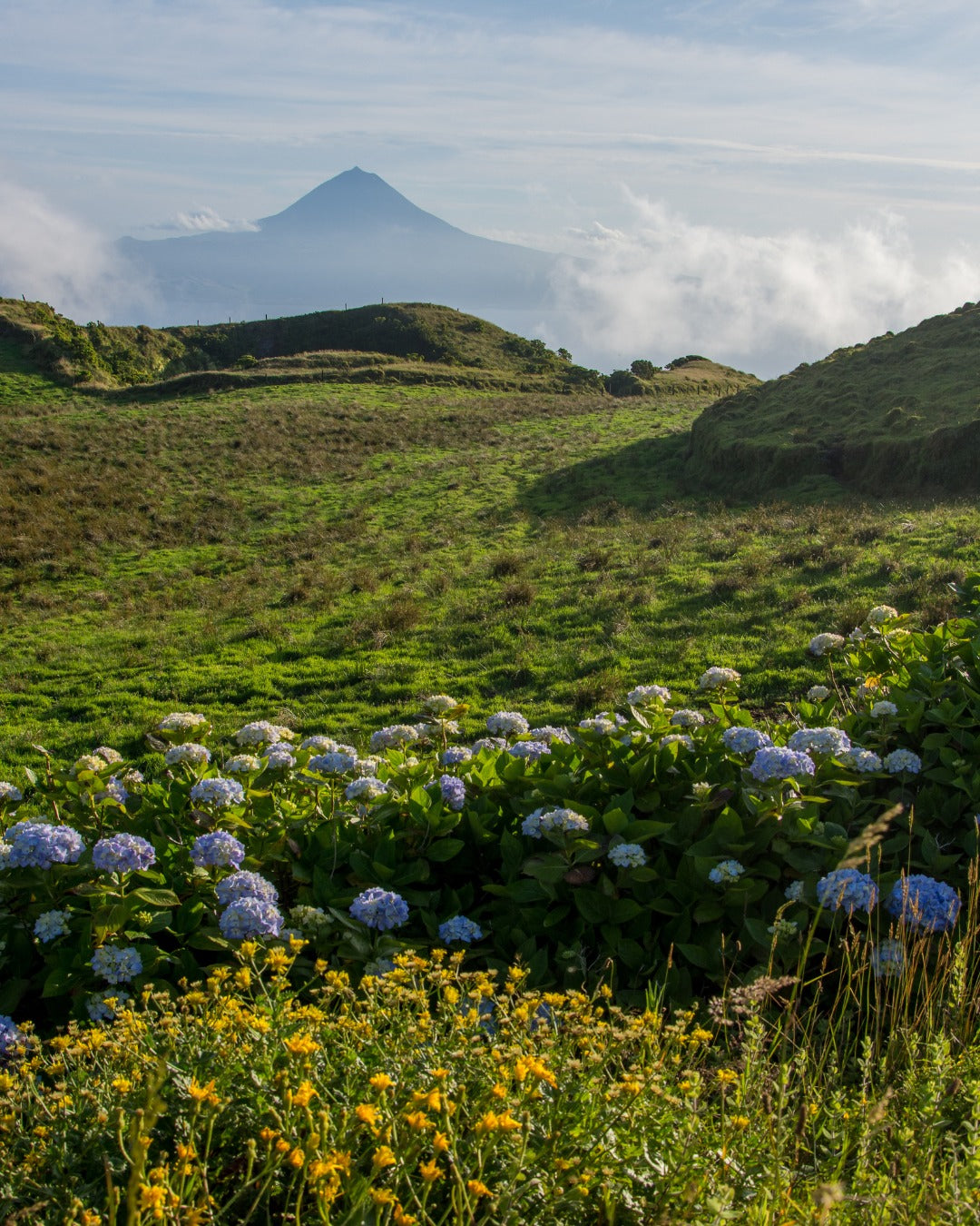 Filet de thon des Açores – Gourmet – Bio Nature