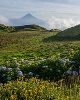 Ventrêche de thon des Açores maturée - Mestre Saul