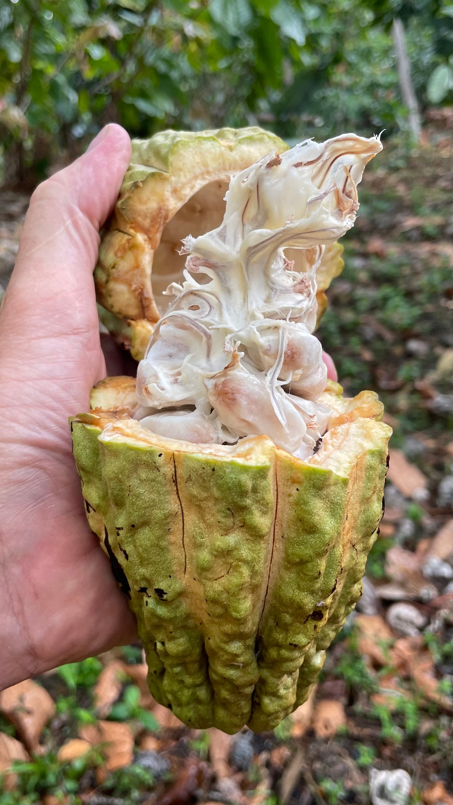 Tablette de chocolat 77%