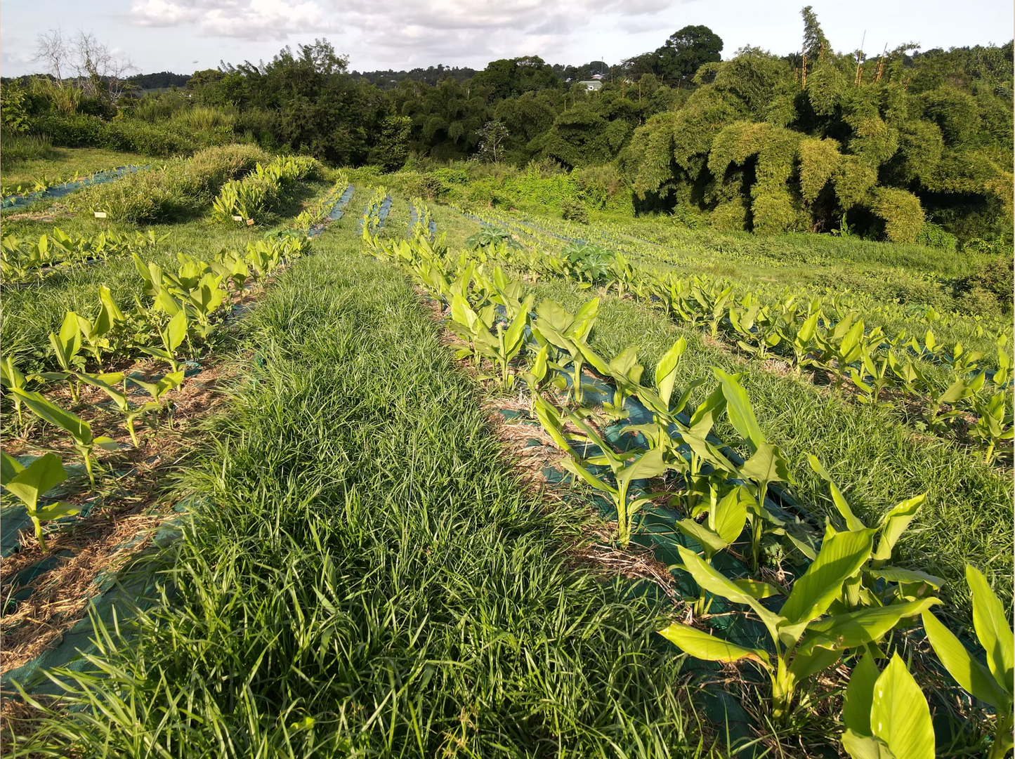 Curcuma Bio en tube - Guadeloupe, séché au soleil