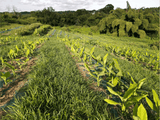 Curcuma Bio - Guadeloupe, séché au soleil