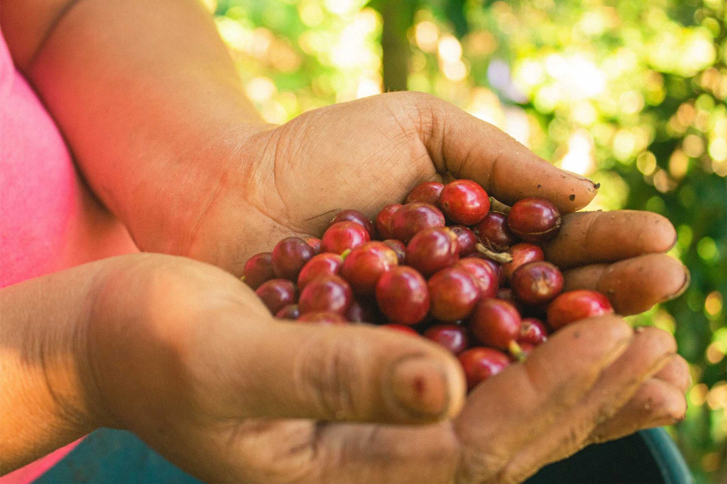 Café d’Éole - Arhuacos - Colombie 250g