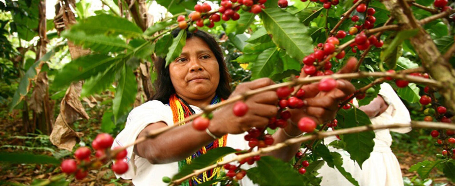 Café d’Éole - Arhuacos - Colombie 250g