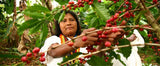 Café d'Éole - Arhuacos - Colombia 500g