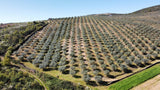 Huile d’Olive Bio 5L, Récolte Artisanale Portugal