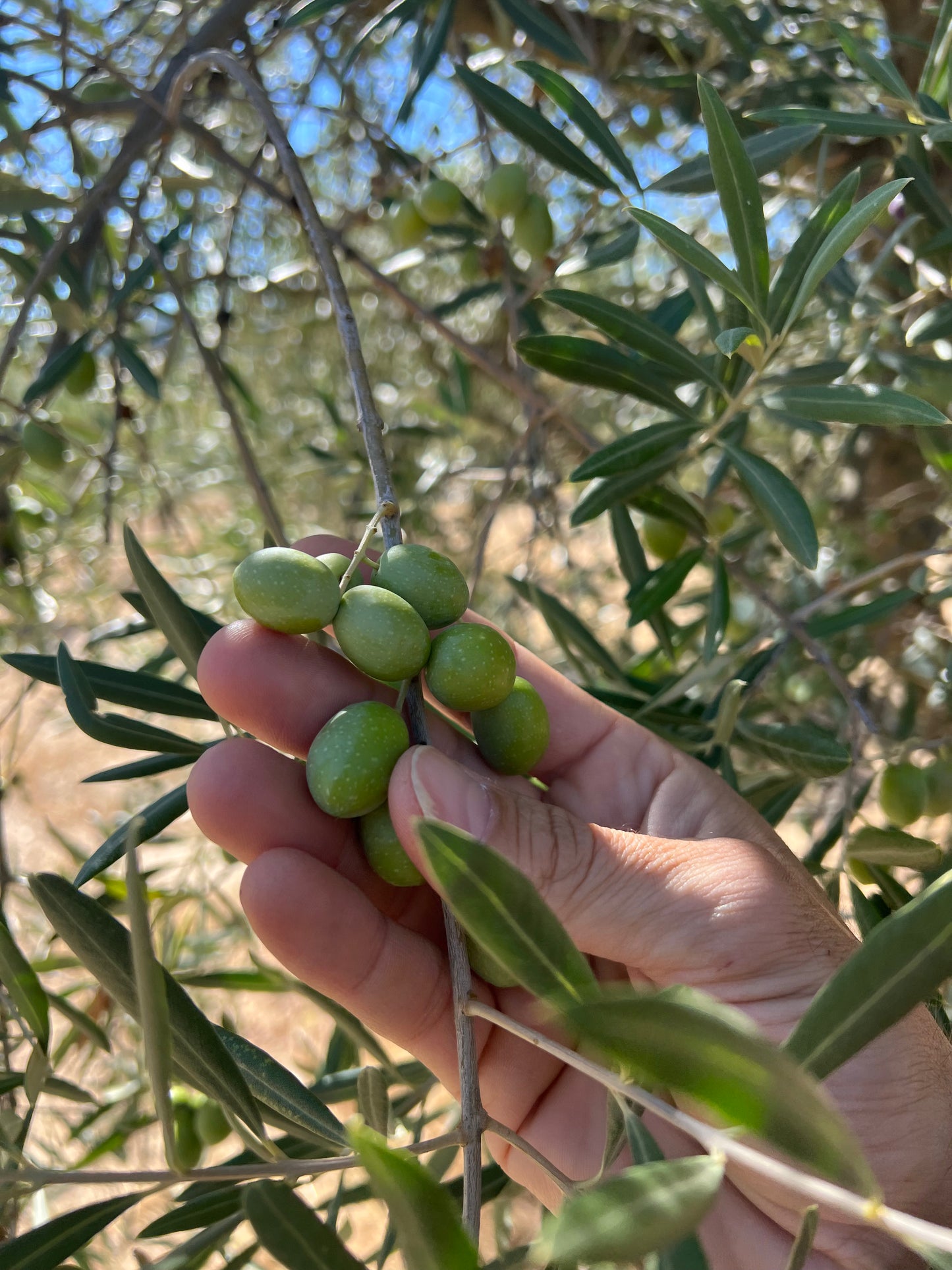 Huile d’Olive Bio CAIXEIRO – 0,5 L