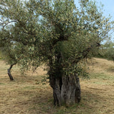 Olives au citron