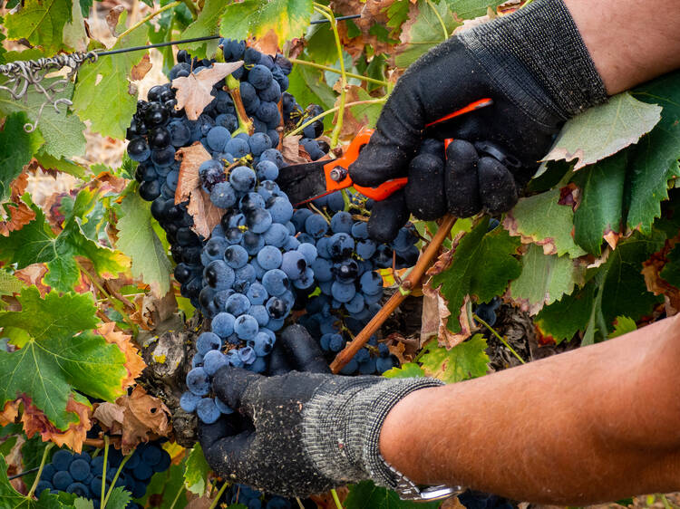 Porto Fine Tawny Bio – Casal dos Jordões